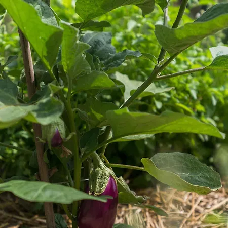 Hotel Cà Toresele Relais Osteria Garden Vérone
