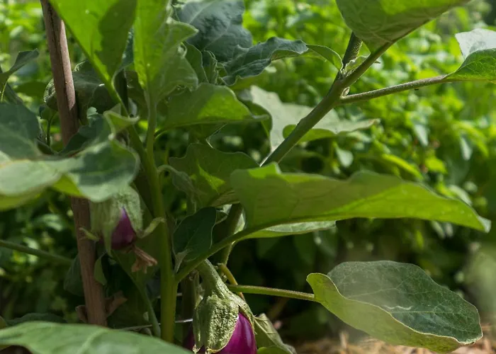 호텔 Ca Toresele Relais Osteria Garden 베로나